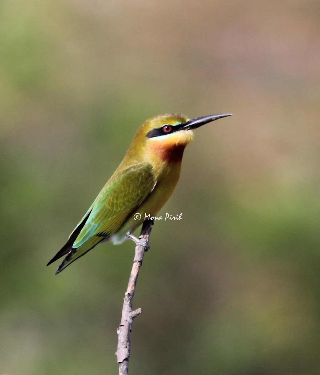 Blue tailed Bee Eater - Juvenile