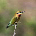 Blue tailed Bee Eater - Juvenile