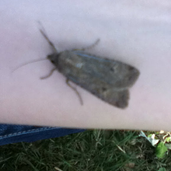 Miller moth Project Noah