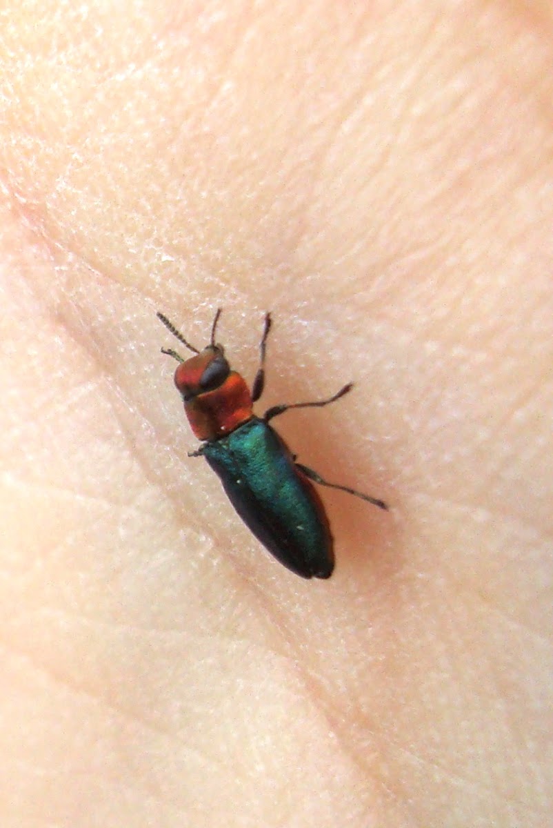 Jewel Beetle ♀