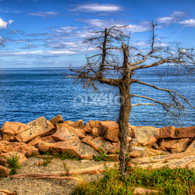 by G. Stetson - Nature Up Close Trees & Bushes