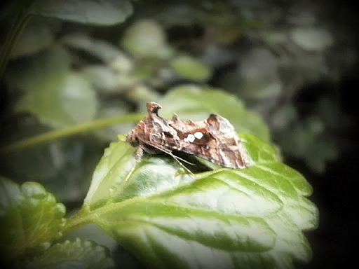 Noctuid Moth.