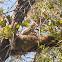 Brown-throated Sloth