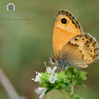 Cretan Small Heath