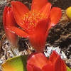 Cape Tulips