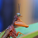 Mantisfly