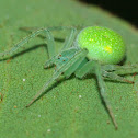Green Orb Weaver Spider