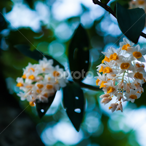 Dendrobium densiflorum by Dong Bui - Nature Up Close Other Natural Objects