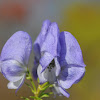 Garden Monkshood