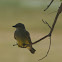 Western Kingbird