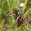 Red-footed Cannibalfly(robber fly)