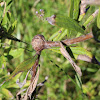 Goldenrod fly gall