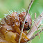 Brown Eucalypt Sawfly