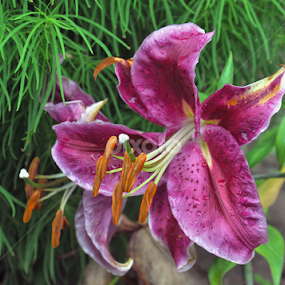 Lily ! by Anca Schipor - Flowers Single Flower
