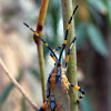 Eucalyptus Tip-wilter Bug