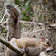 Eastern Gray Squirrels