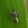 Jumping Spider, male