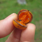Petroleum nut tree