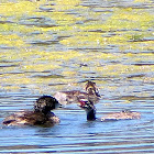 Pied Billed Grebes, Fledgling and mom