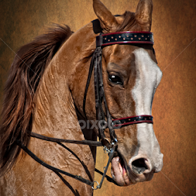 Arabian Horse by Jackie Wilson - Animals Horses