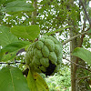 Custard Apple