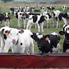 Vaca Holando- Argentino  (Cow)