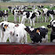 Vaca Holando- Argentino  (Cow)