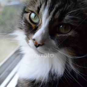 Kitty by Mikahla Dorey - Animals - Cats Portraits