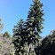 Wollemia pine