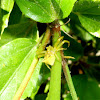 Yellow crab spider