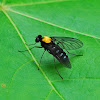 Gold-back Snipe Fly