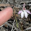 Pink fingers orchid (Caladenia carnea)