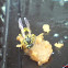 geman wasp (yellowjacket's)