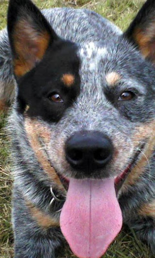 Australian Cattle Dog Puzzle