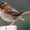 Copetón - Rufous-collared Sparrow