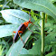 fire-colored beetle