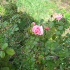 Late blooming rose