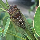 Scrub Cicada