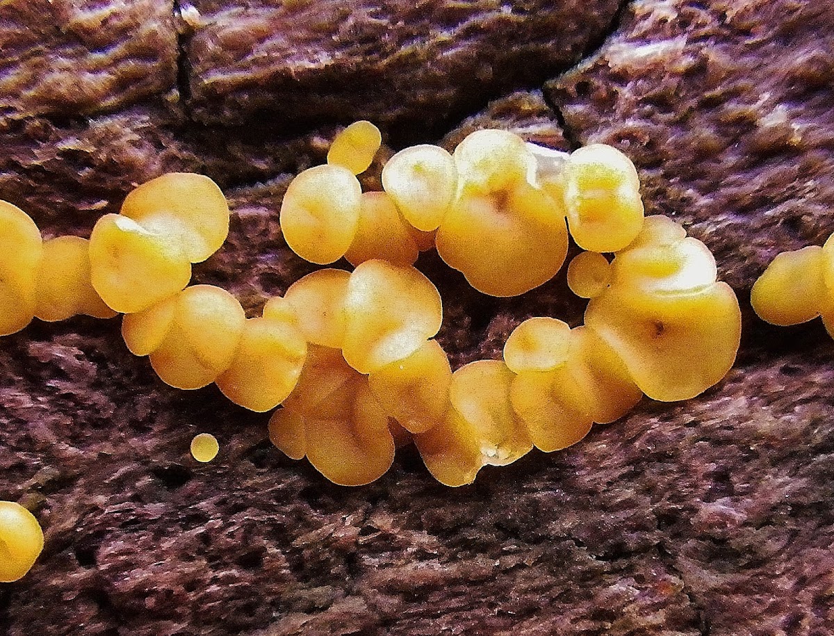 Common Jellyspot
