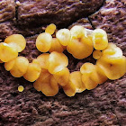 Common Jellyspot