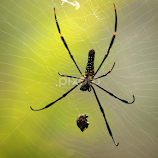 Let me see whats inside this lunch box ! by Anoop Namboothiri -  