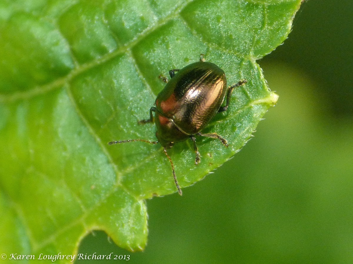 Bronze flea beetle