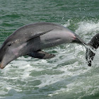 Bottlenose Dolphin