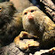 Pygmy Marmoset