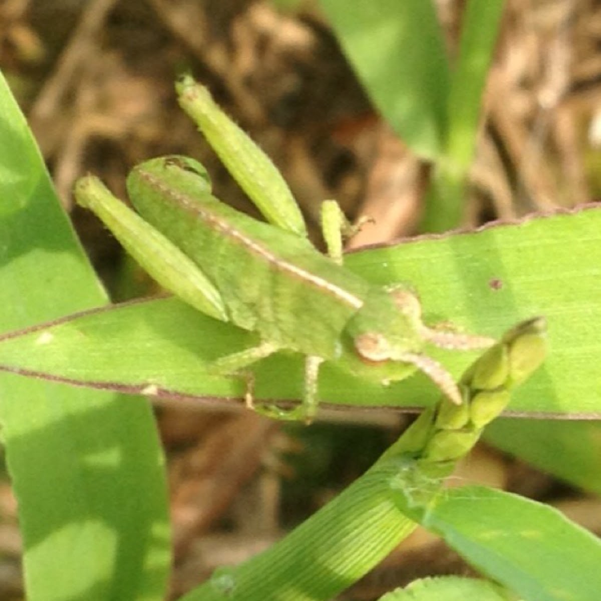 Short-winged Green Grasshopper?