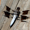 Common Whitetail Dragonfly