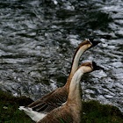 Chinese Goose (domesticated)