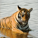 Cooling Off by Tamsin Carlisle -  