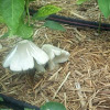 Fairy Ring  Mushroom