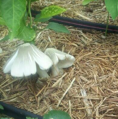 Fairy Ring  Mushroom